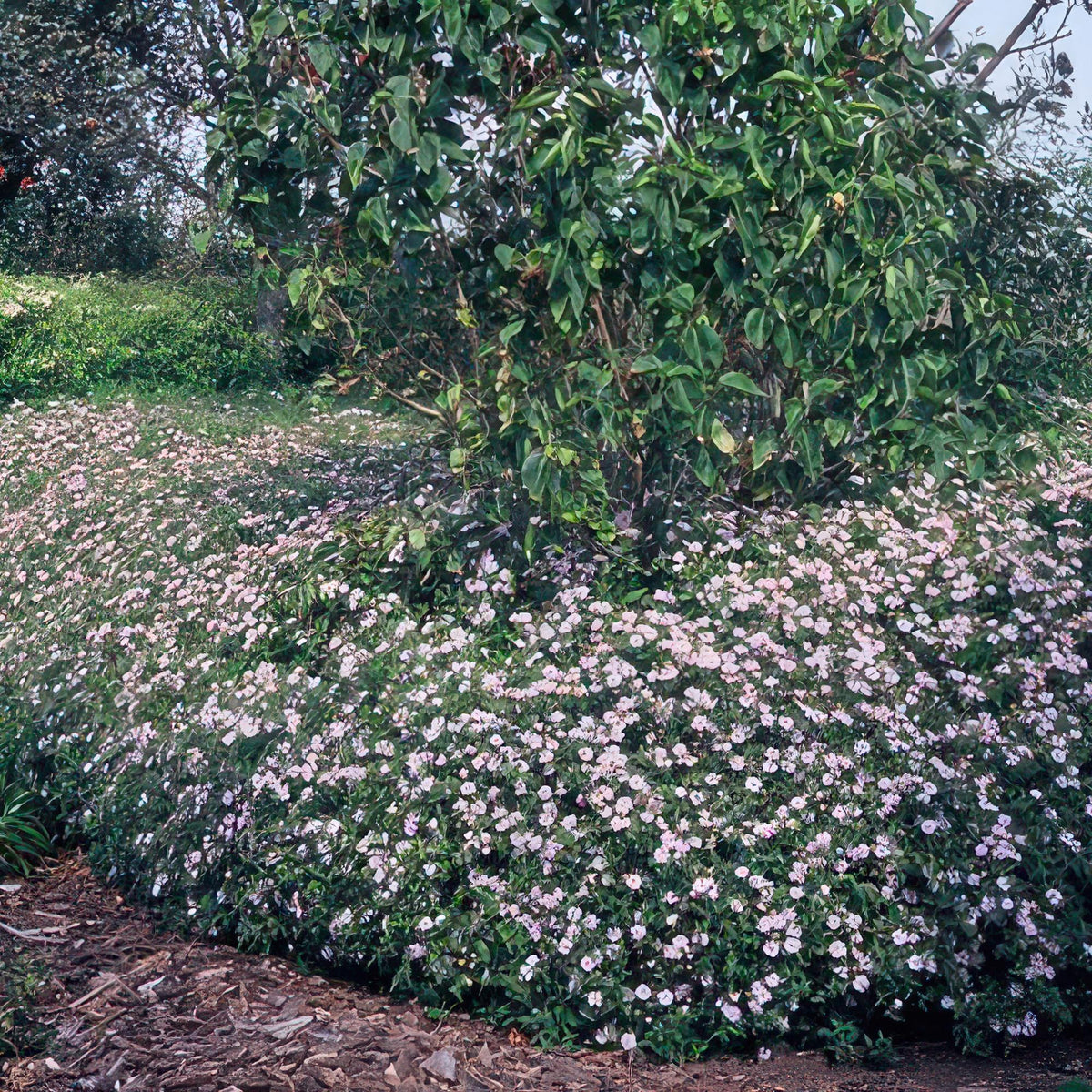 Aster 'Asran' in giardino