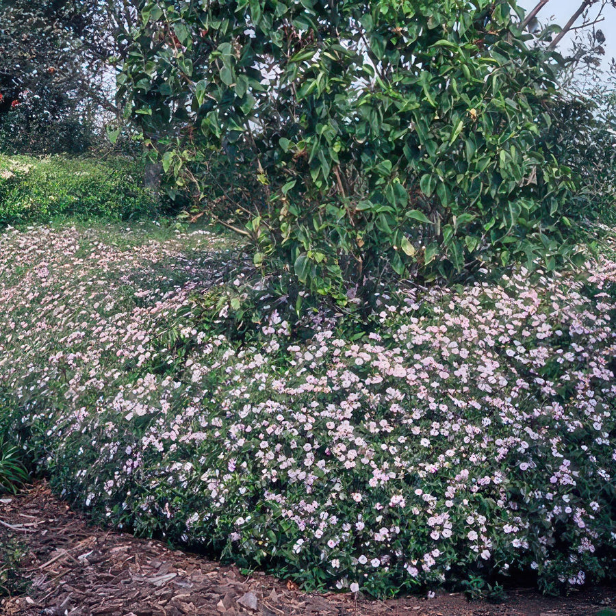 Asters 'Asran' (Aster ageratoides)