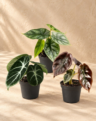 Baby-Alokasie Tricolour Set