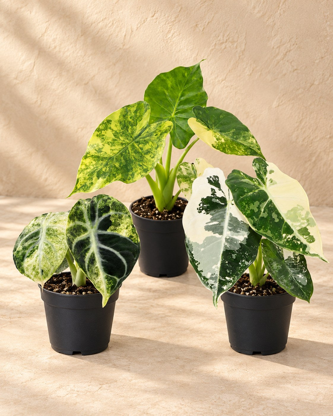 Baby-Alocasia Tricolour Variegata