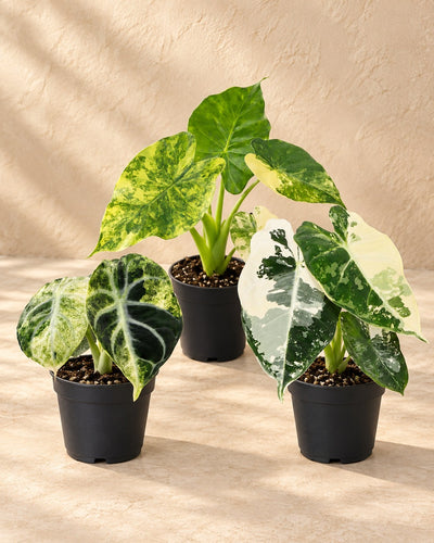 Baby-Alocasia Tricolour Variegata