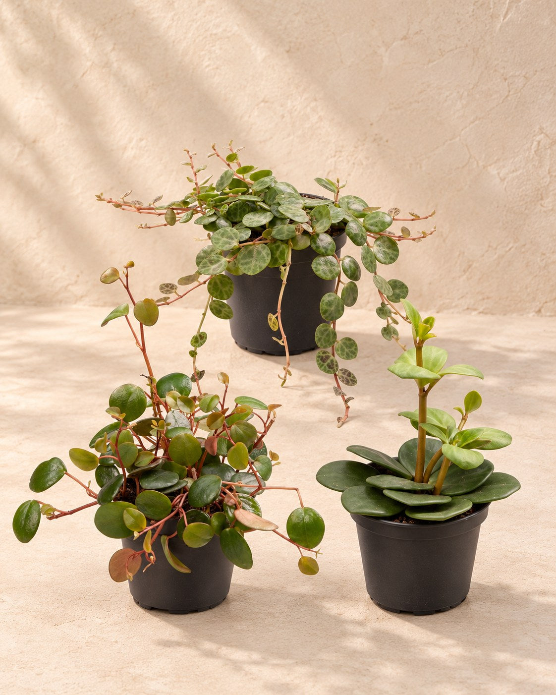 Miks Baby Peperomia
