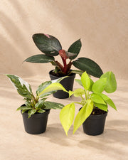 Baby filodendron Tricolour