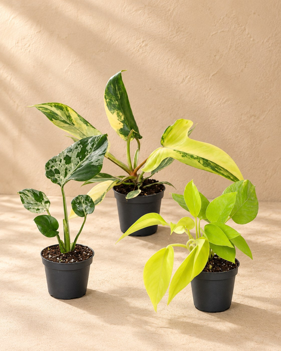 Baby Tropical Mix