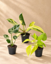 Baby Tropical Mix