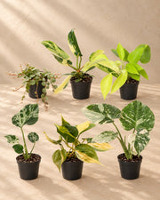 Baby Tropical Mix