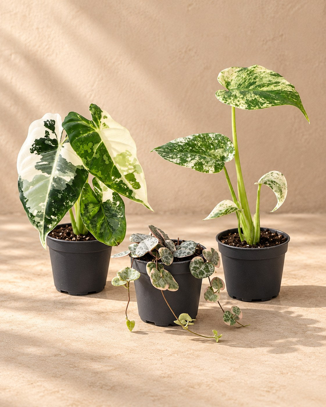 Baby Variegata Mix