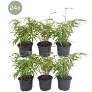 Bambú no invasivo 25 cm de altura, maceta ø13 cm, 24 plantas