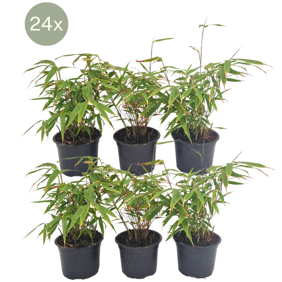 Bambú no invasivo 25 cm de altura, maceta ø13 cm, 24 plantas