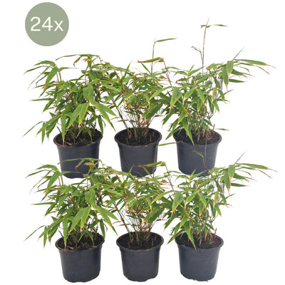 Bambú no invasivo 25 cm de altura, maceta ø13 cm, 24 plantas
