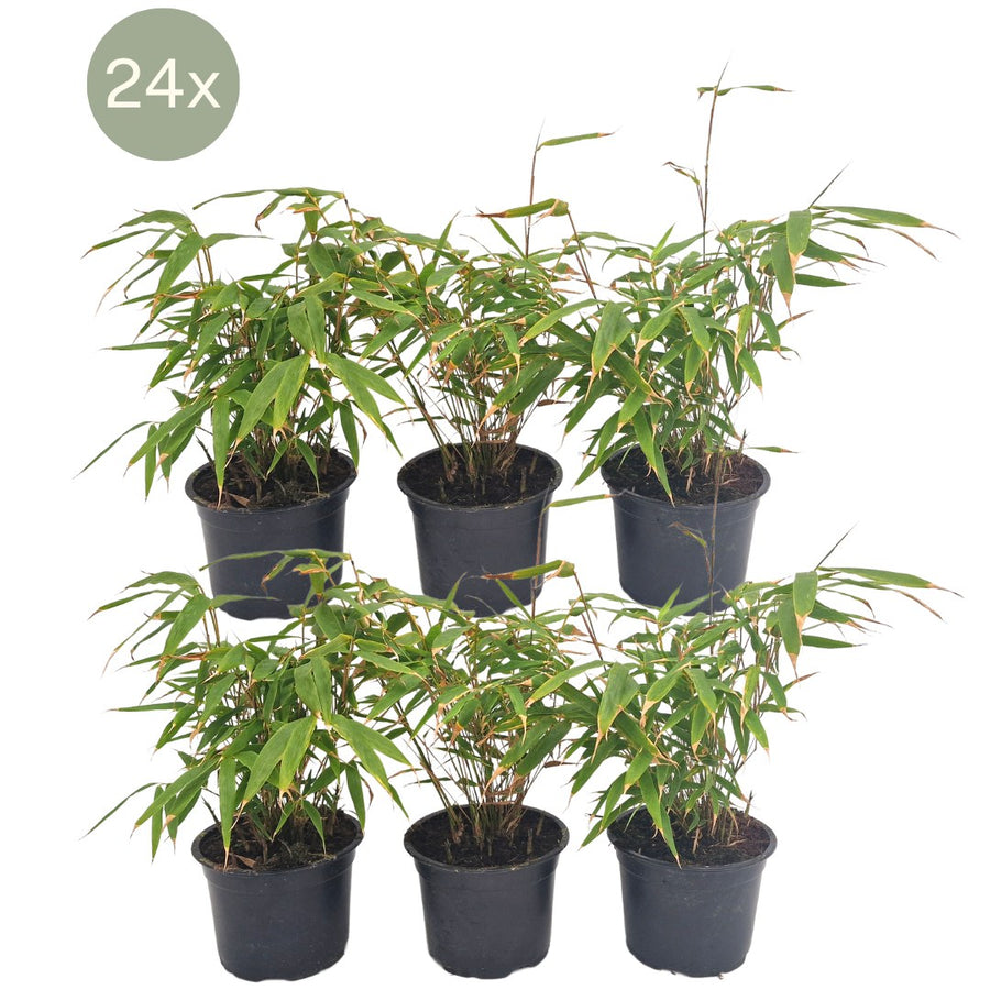 Bambú no invasivo (Fargesia rufa) 25 cm de altura, maceta ø13 cm, 24 plantas