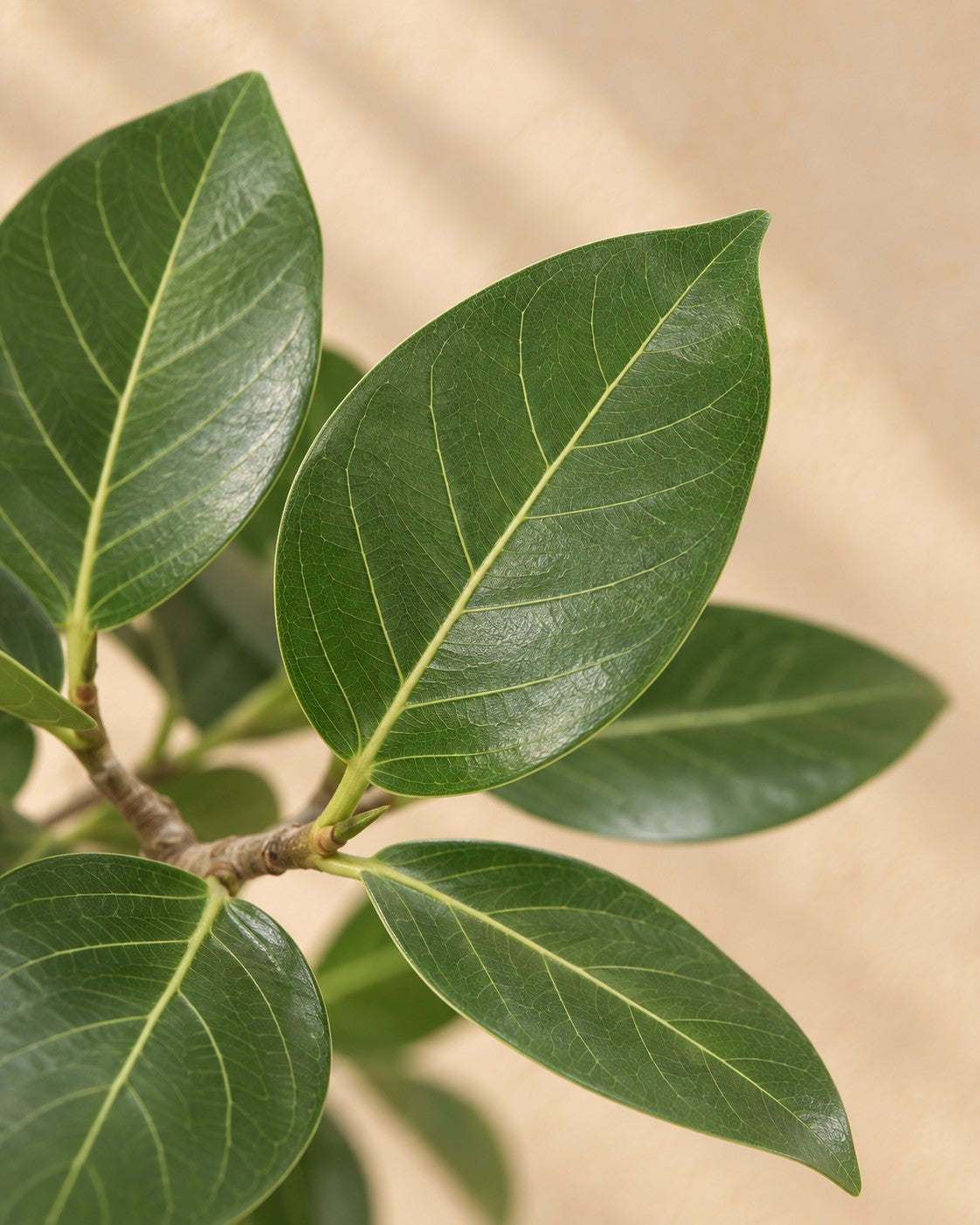 Närbild på bladen hos Banyanträd (Ficus benghalensis)