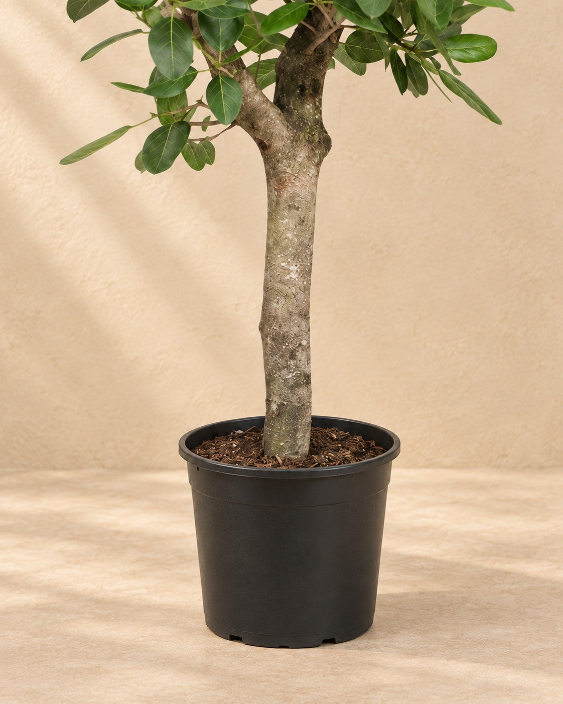 Onderste deel van de Banyanboom (Ficus benghalensis) met de kweekpot