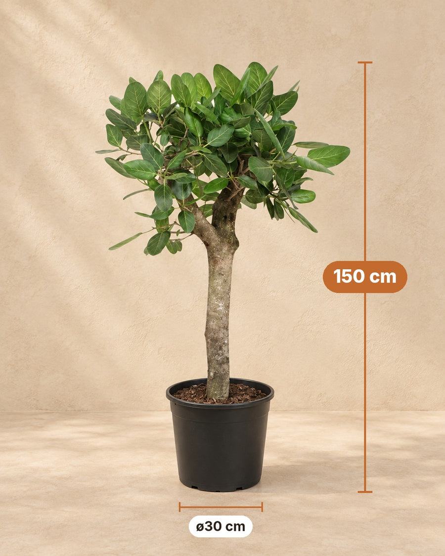 Banyanboom (Ficus benghalensis) 150 cm hoog, pot ø30 cm