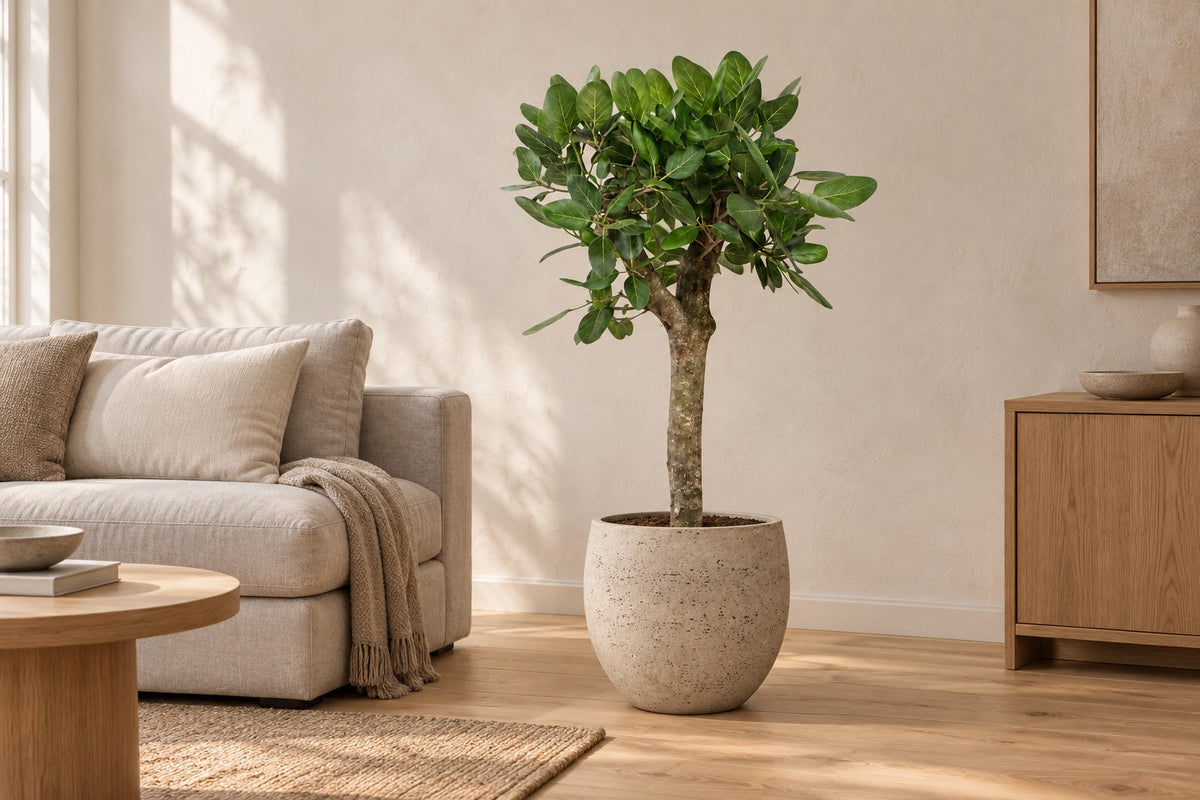 Banyanboom van 150 cm in sierpot Orb Grey Washed in een lichte woonkamer