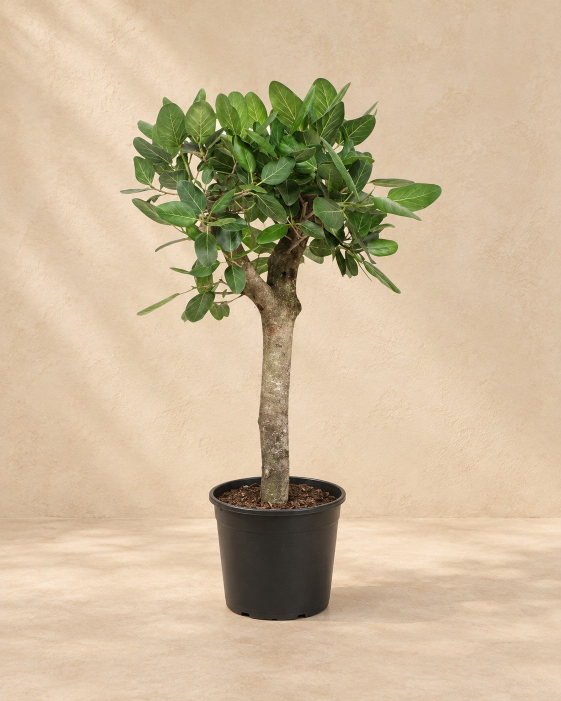 Banyanträd (Ficus benghalensis), 150 cm hög i en 30 cm odlingskruka