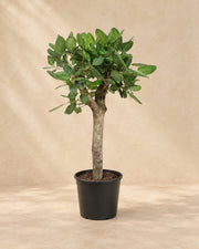 Banyanboom (Ficus benghalensis) van 150 cm hoog in kweekpot van 30 cm