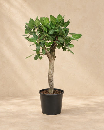 Banian (Ficus benghalensis) 150 cm de haut, pot ø30 cm