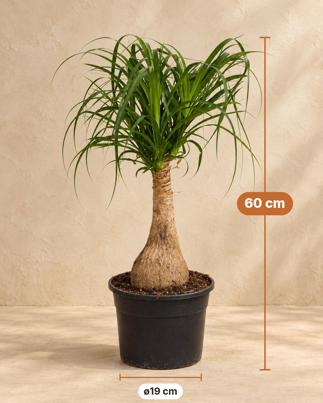 Elefantenfuß 60 cm hoch, Topf ø19 cm