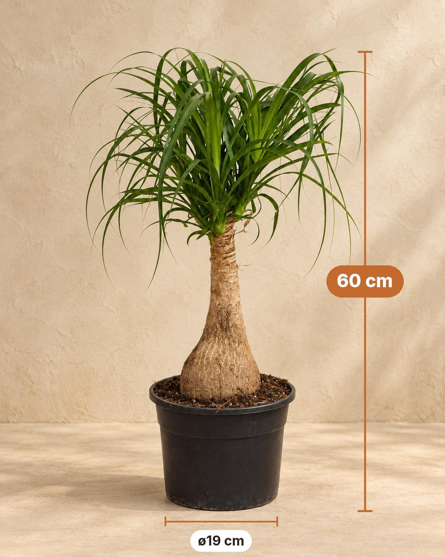 Elefantenfuß (Beaucarnea recurvata) 60 cm hoch, Topf ø19 cm
