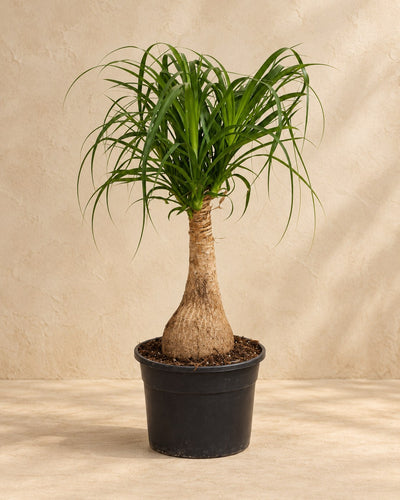 Elefantenfuß 60 cm hoch, Topf ø19 cm