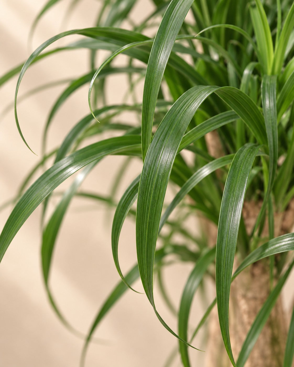 Close-up van het blad van de Beaucarnea (Beaucarnea recurvata)