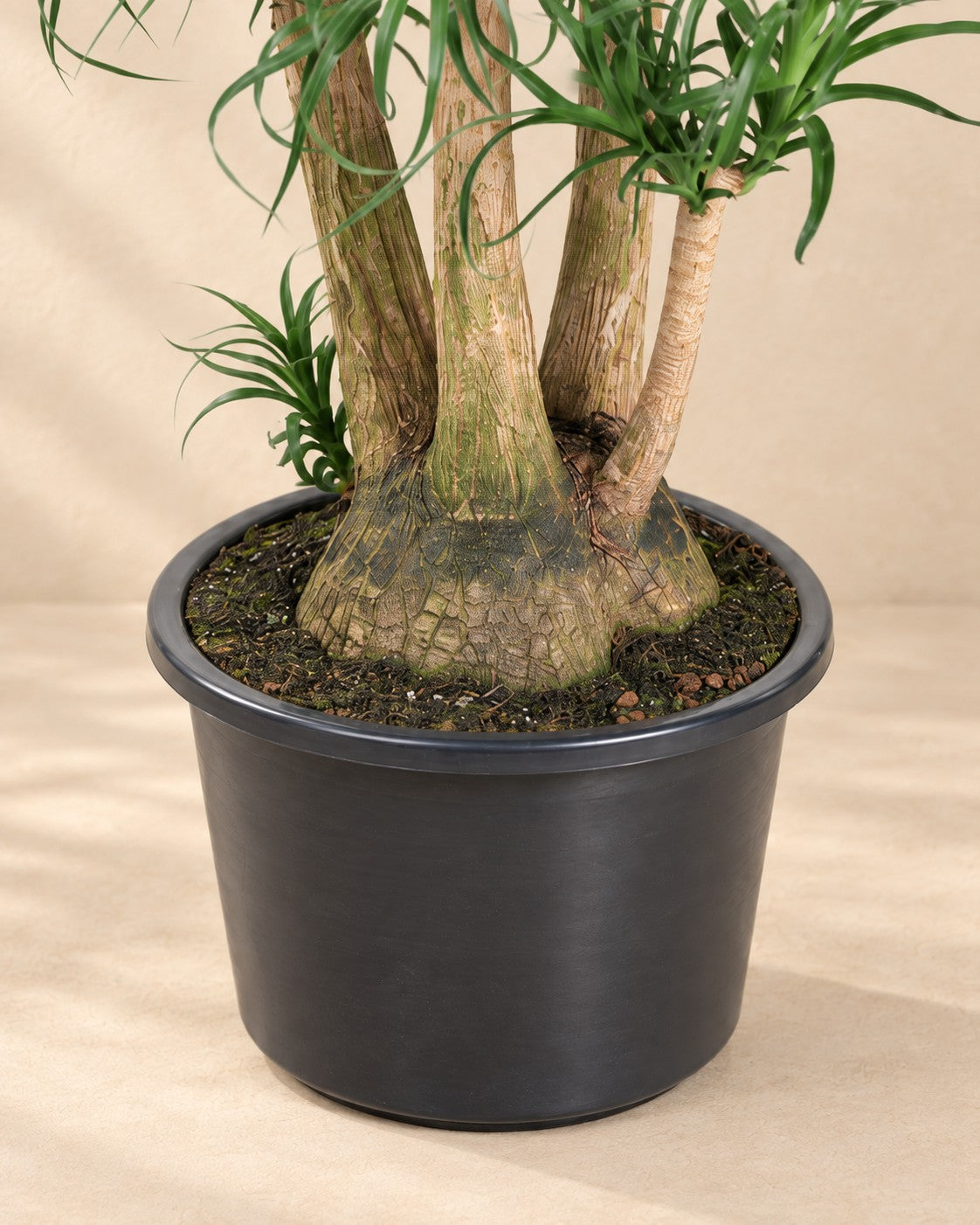 Partie basse de Beaucarnea (Beaucarnea recurvata) avec son pot de culture