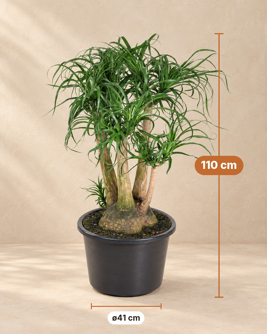Dimensions Beaucarnea : 110 cm de haut, pot ø41 cm