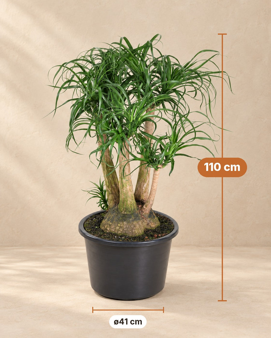 Beaucarnea (pied d'éléphant) ramifié 110 cm de haut, pot ø41 cm