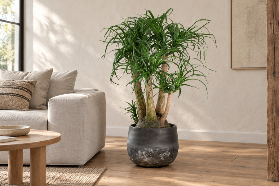 Beaucarnea (pied d'éléphant) ramifié 110 cm de haut, pot ø41 cm