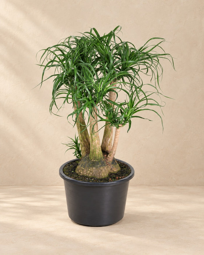 Elefantenfuß Beaucarnea kaufen | 110 cm
