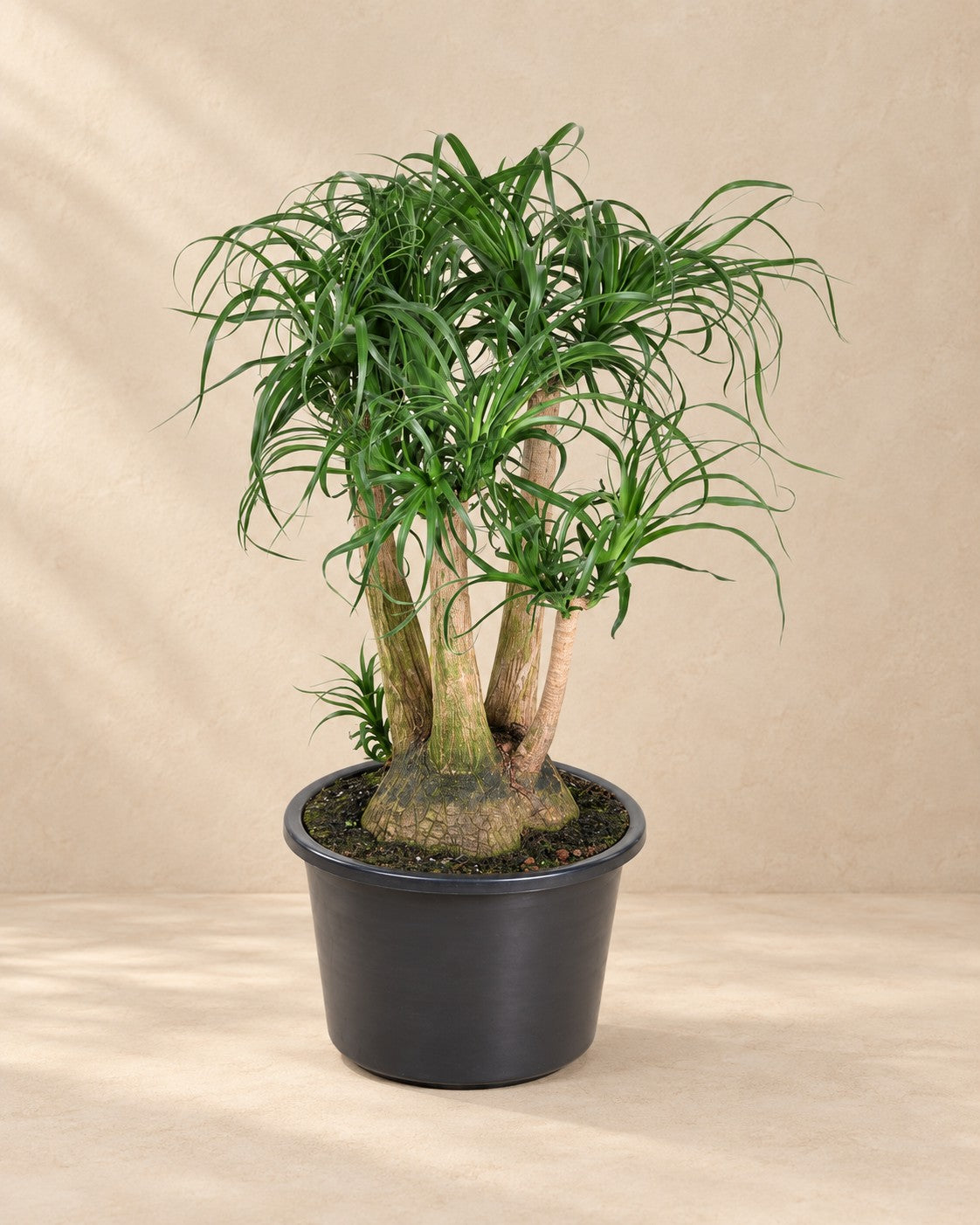 Beaucarnea (Beaucarnea recurvata) van 110 cm hoog in kweekpot van 41 cm