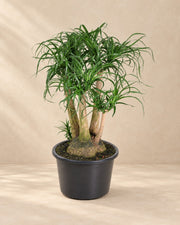 Beaucarnea (Beaucarnea recurvata), 110 cm de haut en pot de culture de 41 cm