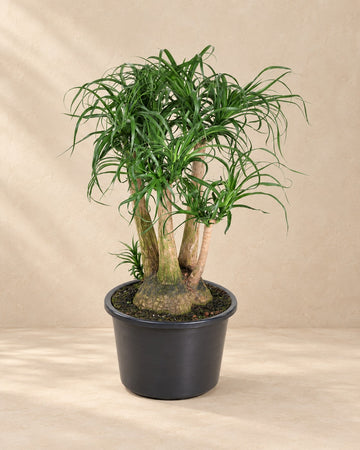 Beaucarnea