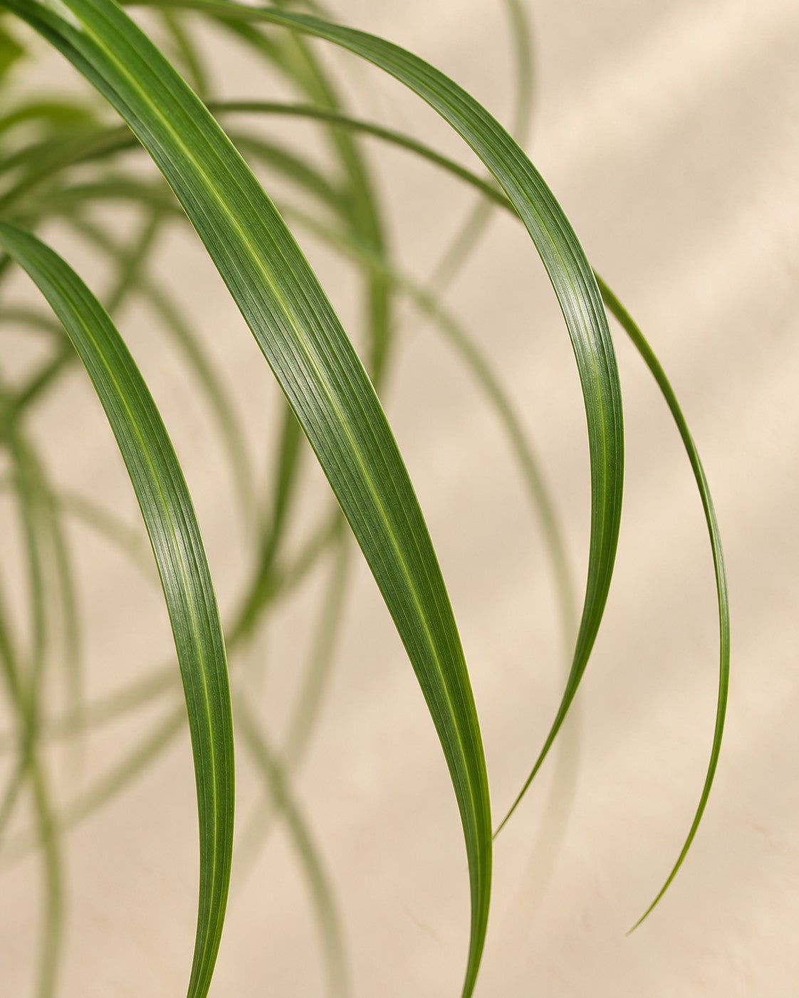 Gros plan sur les feuilles de Tronc de Beaucarnea (Beaucarnea recurvata)
