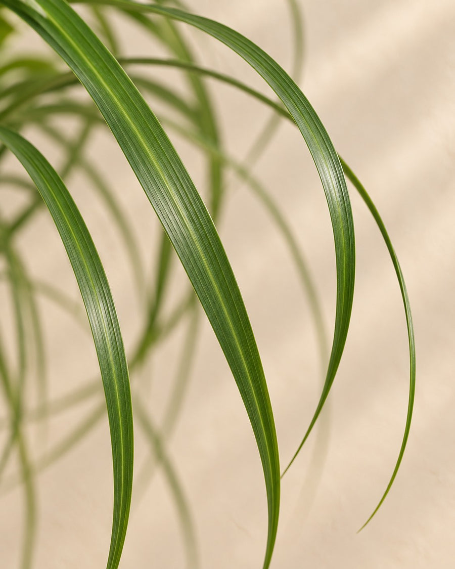 Tronc de Beaucarnea (pied d'éléphant) 120 cm de haut, pot ø32 cm