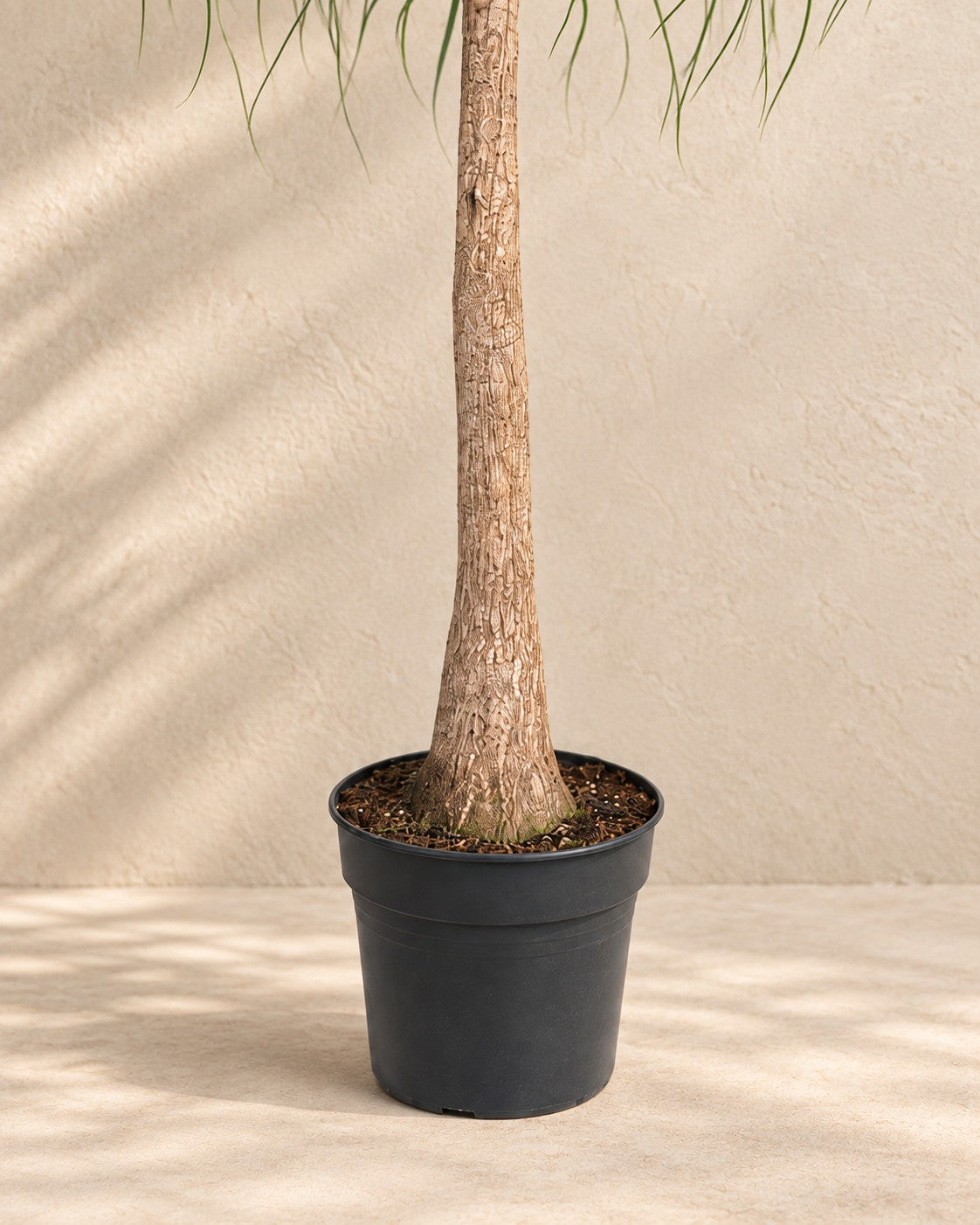 Partie basse de Tronc de Beaucarnea (Beaucarnea recurvata) avec son pot de culture