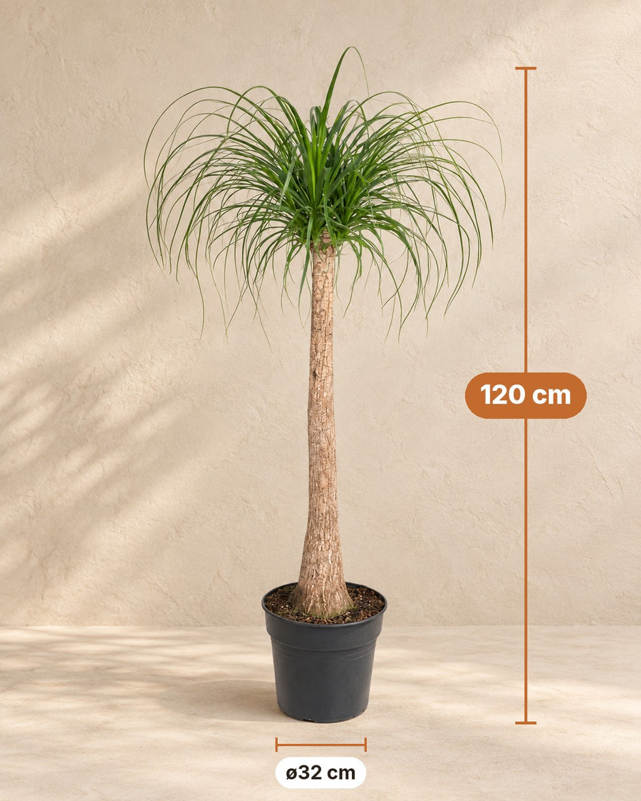 Tronc de Beaucarnea (pied d'éléphant) 120 cm de haut, pot ø32 cm