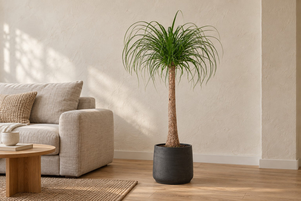 Tronc de Beaucarnea, 120 cm, dans cache-pot Patt Black Washed dans un salon lumineux