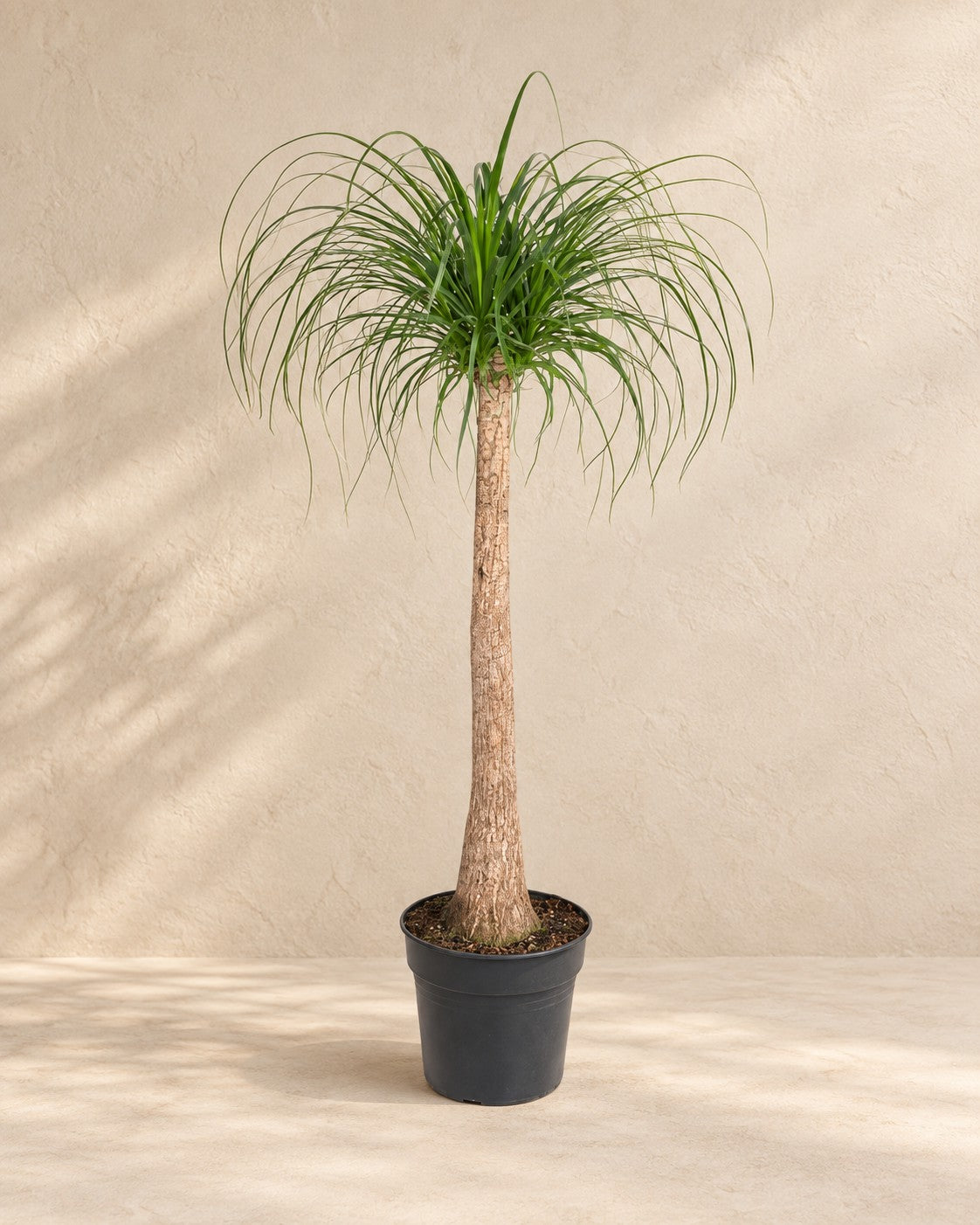 Beaucarnea (Beaucarnea recurvata) van 120 cm hoog in kweekpot van 32 cm