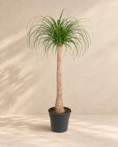 Tronc de Beaucarnea (Beaucarnea recurvata), 120 cm de haut en pot de culture de 32 cm