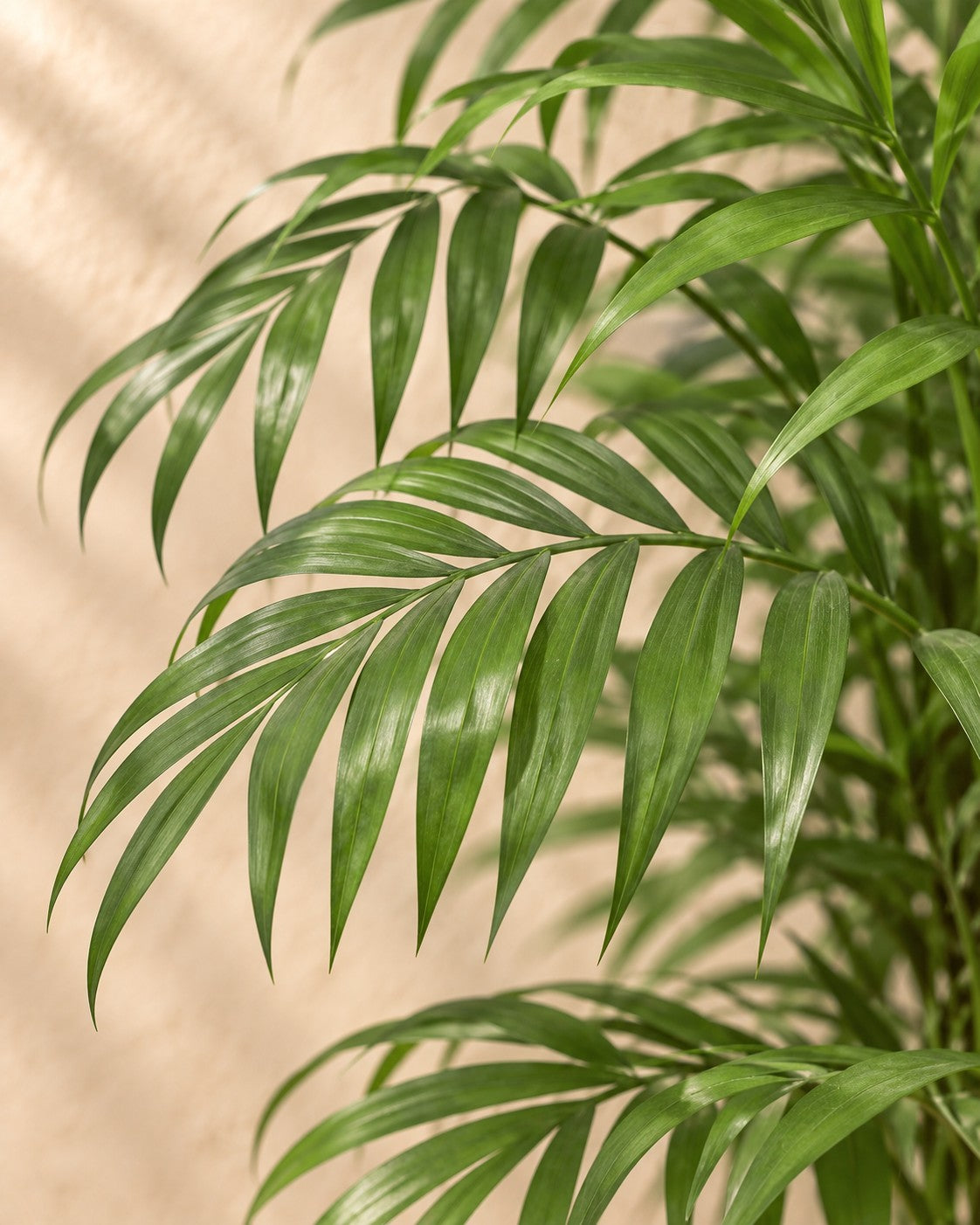 Närbild på bladen hos Bergpalm (Chamaedorea elegans)