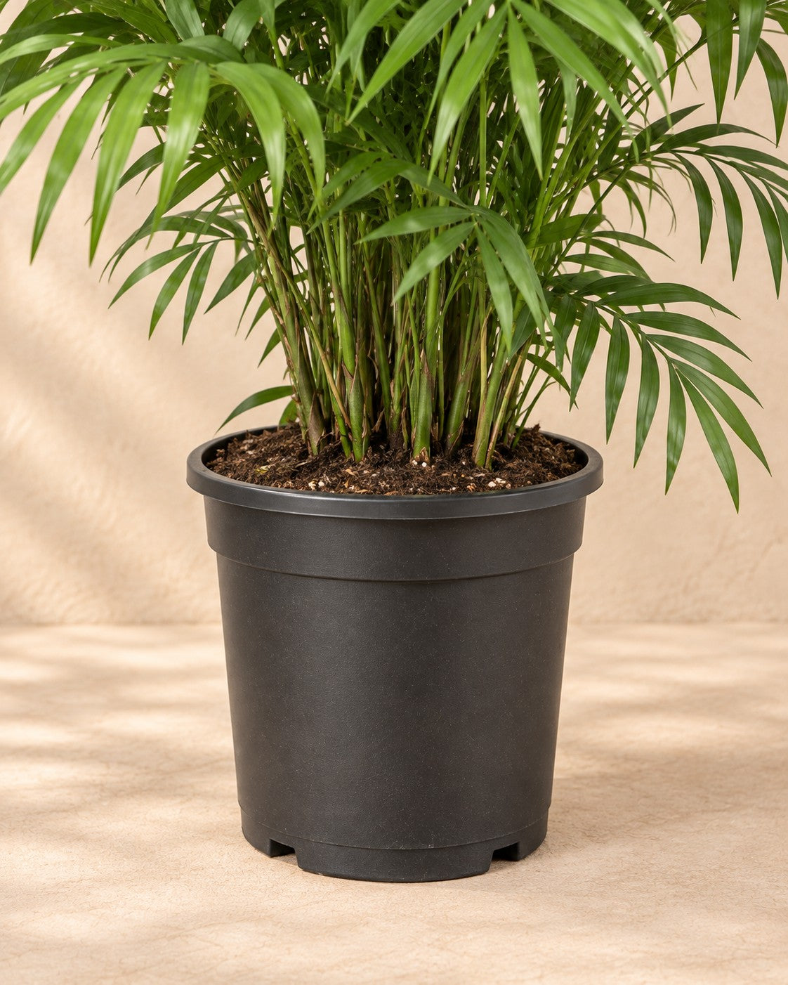 Nedre delen av Bergpalm (Chamaedorea elegans) med odlingskrukan