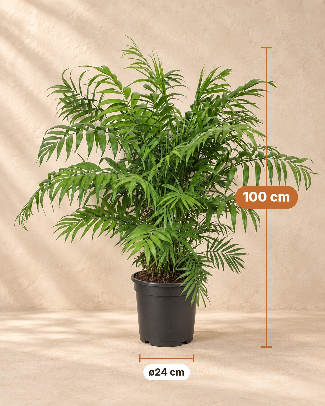 Mått Bergpalm: 100 cm hög, kruka ø24 cm