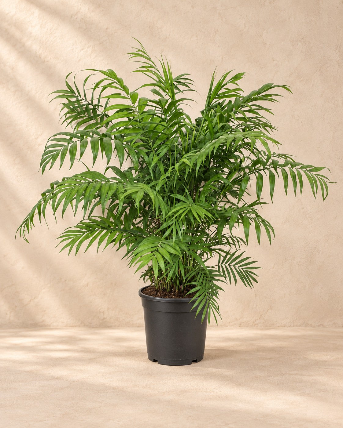 Bergpalm (Chamaedorea elegans), 100 cm hög i en 24 cm odlingskruka