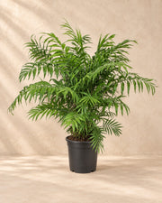 Bergpalm (Chamaedorea elegans), 100 cm hög i en 24 cm odlingskruka