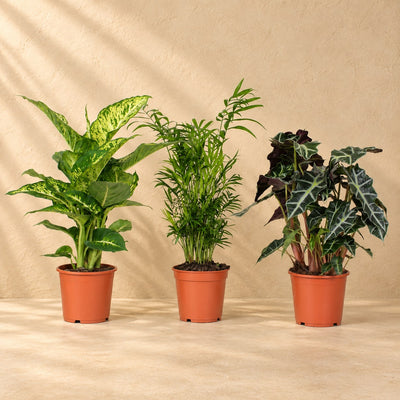 Mieszanka roślin doniczkowych, wysokość 45 cm, doniczka ø17 cm, zestaw 3 szt