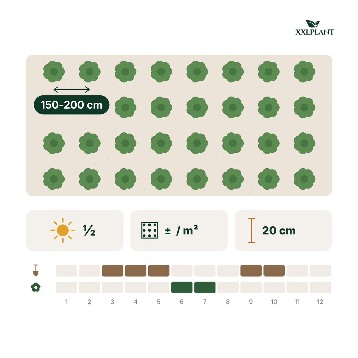 Plantkaart Biologische braam: 150-200 cm uit elkaar, ongeveer  per m²