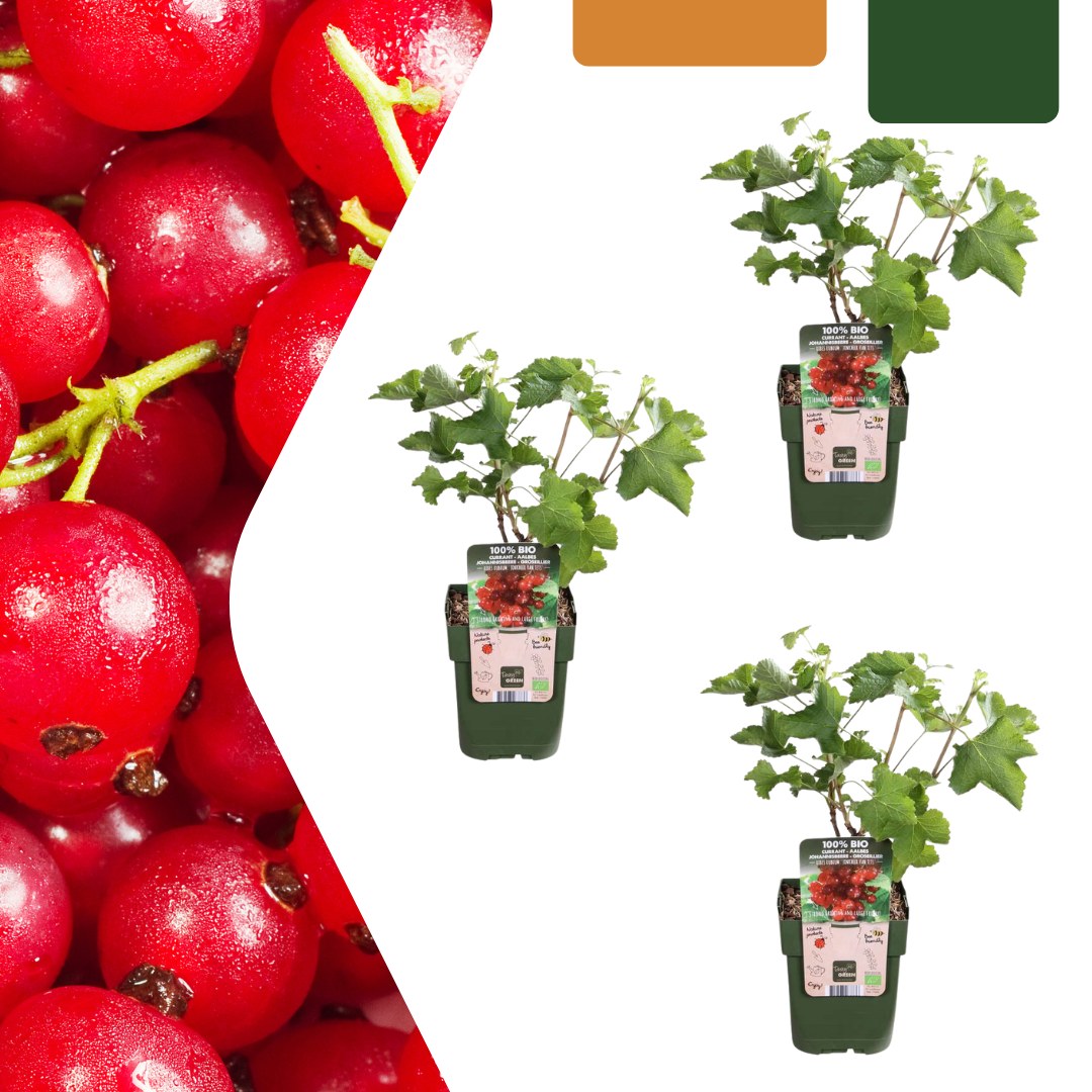 Pianta di uva spina biologica