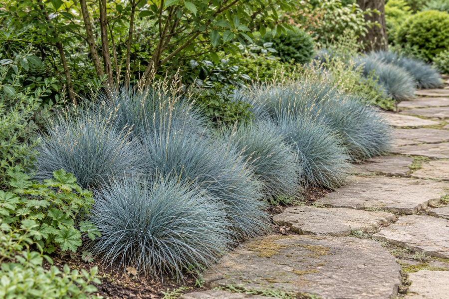 Blauschwingel 'Elijah Blue' (Festuca glauca)